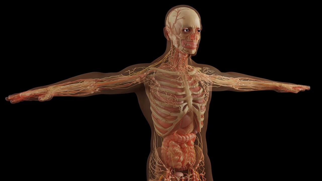 11 curiosidades sobre el cuerpo humano